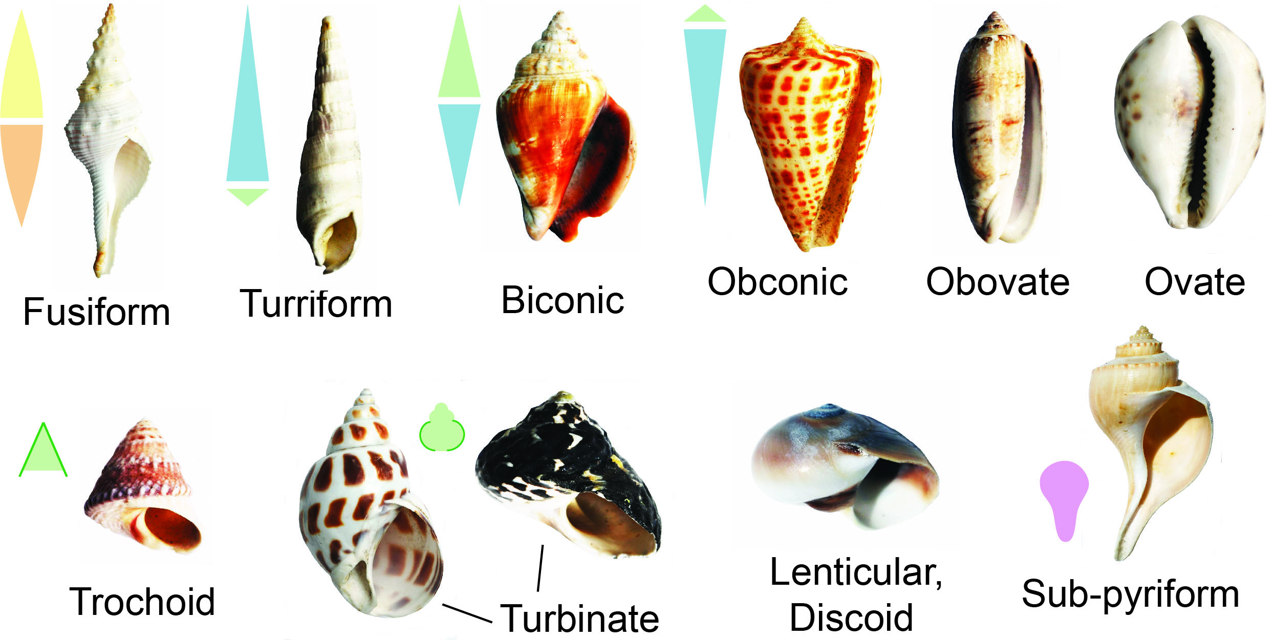 Some common terms for describing the outline shapes of gastropod shells, using modern gastropod shells as examples.